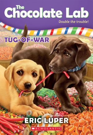 [Chocolate Lab 02] • Tug-of-War